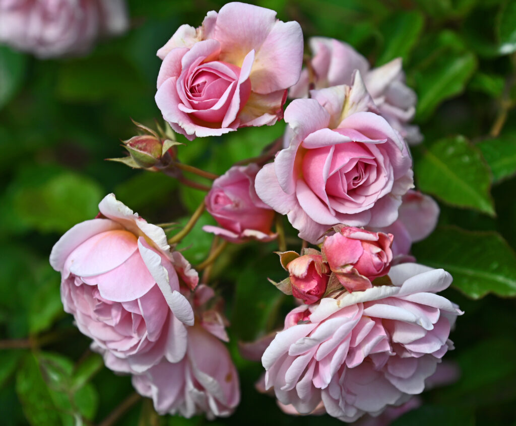 “Stunning Pink Roses Wallpaper with Budding Petals & Green Background”