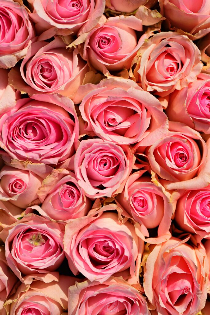 Close-Up Pink Roses Wallpaper: Elegant Floral Beauty Background