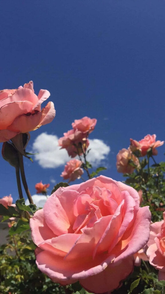 Calming Pink Roses Wallpaper: Vibrant Floral Scene Against Blue Sky