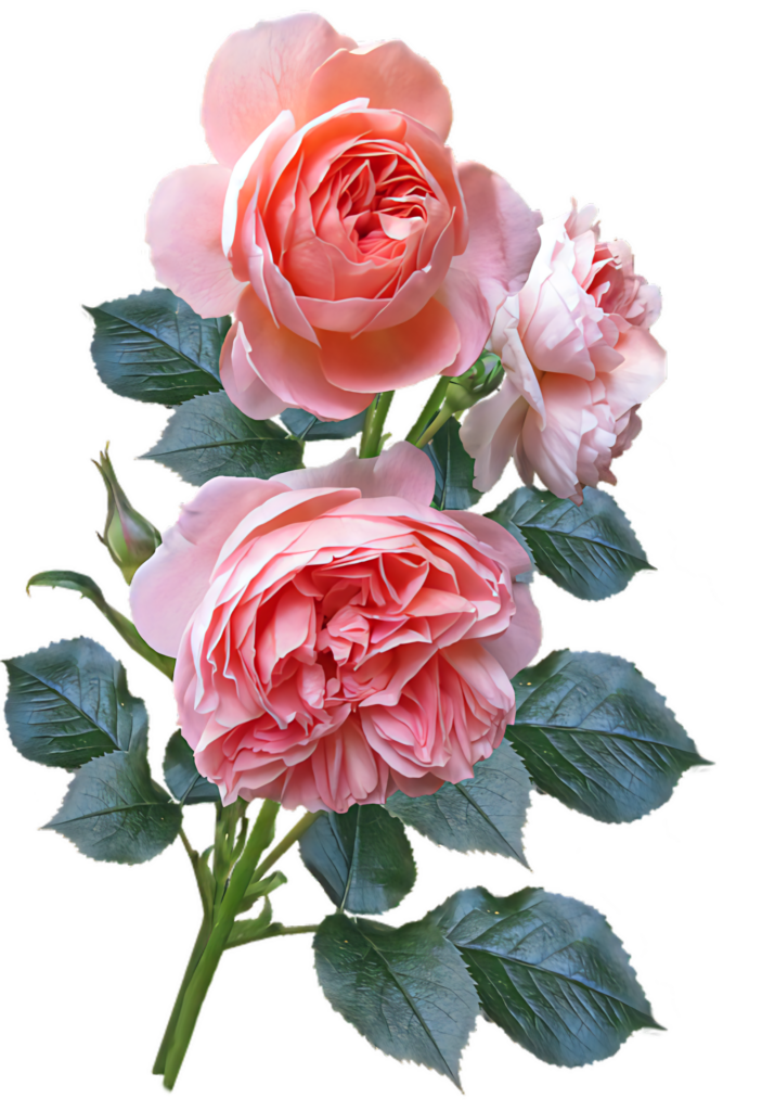 Stunning Pink Roses with Green Leaves on Transparent Background Wallpaper