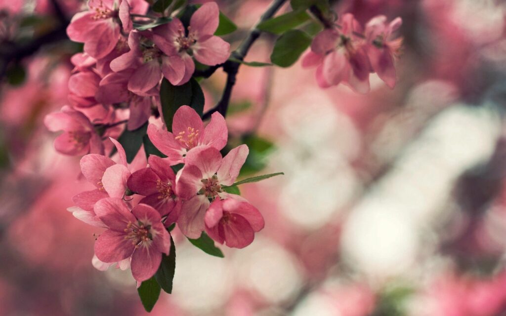 Beautiful Pink Spring Flowers Wallpaper Background with Greenery