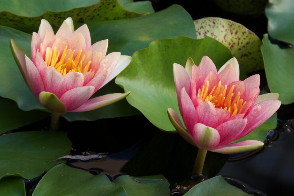 Close-Up Pink Water Lilies on Serene Water Background Wallpaper