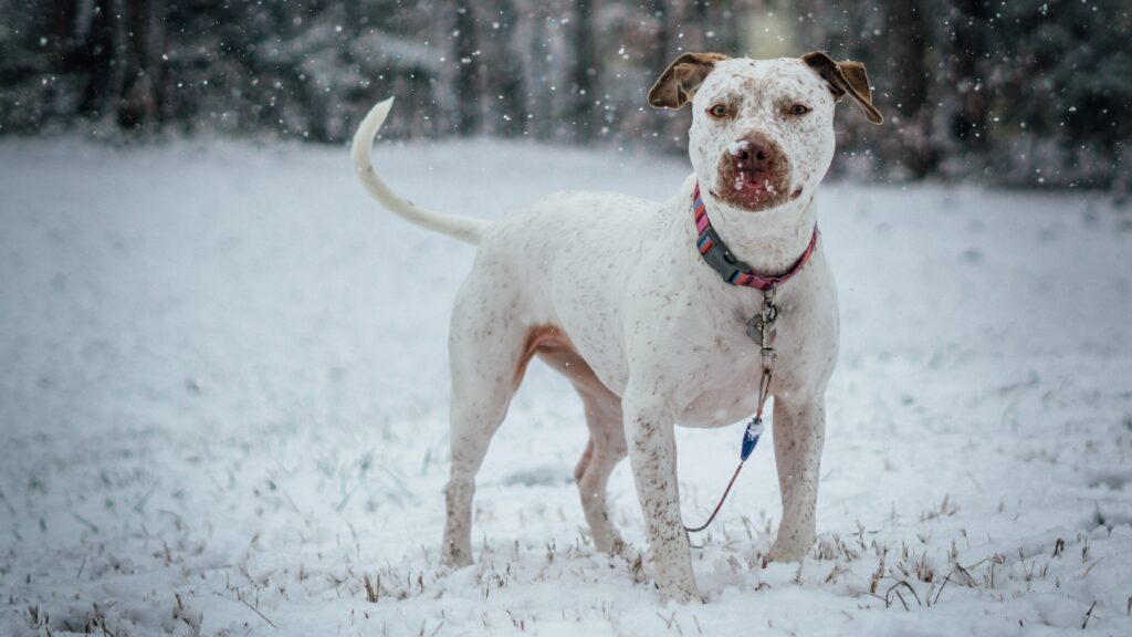 Snowy Scene: Alert Pit Bull Terrier with Vibrant Collar Wallpaper