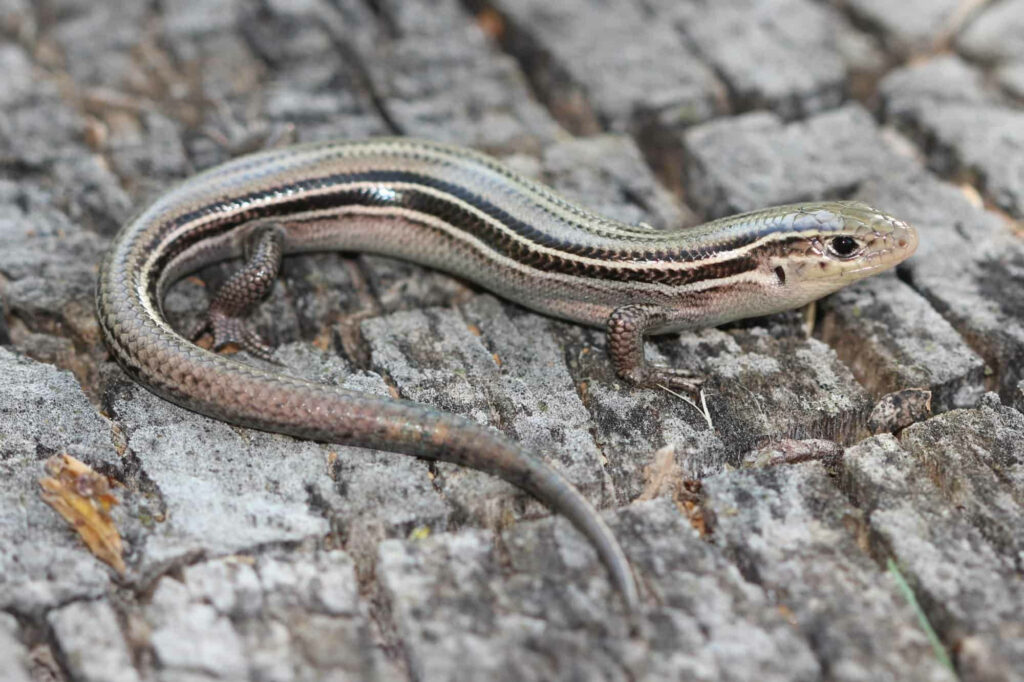 Close-Up Prairie Ground Skink Wallpaper: Nature-Inspired South Dakota