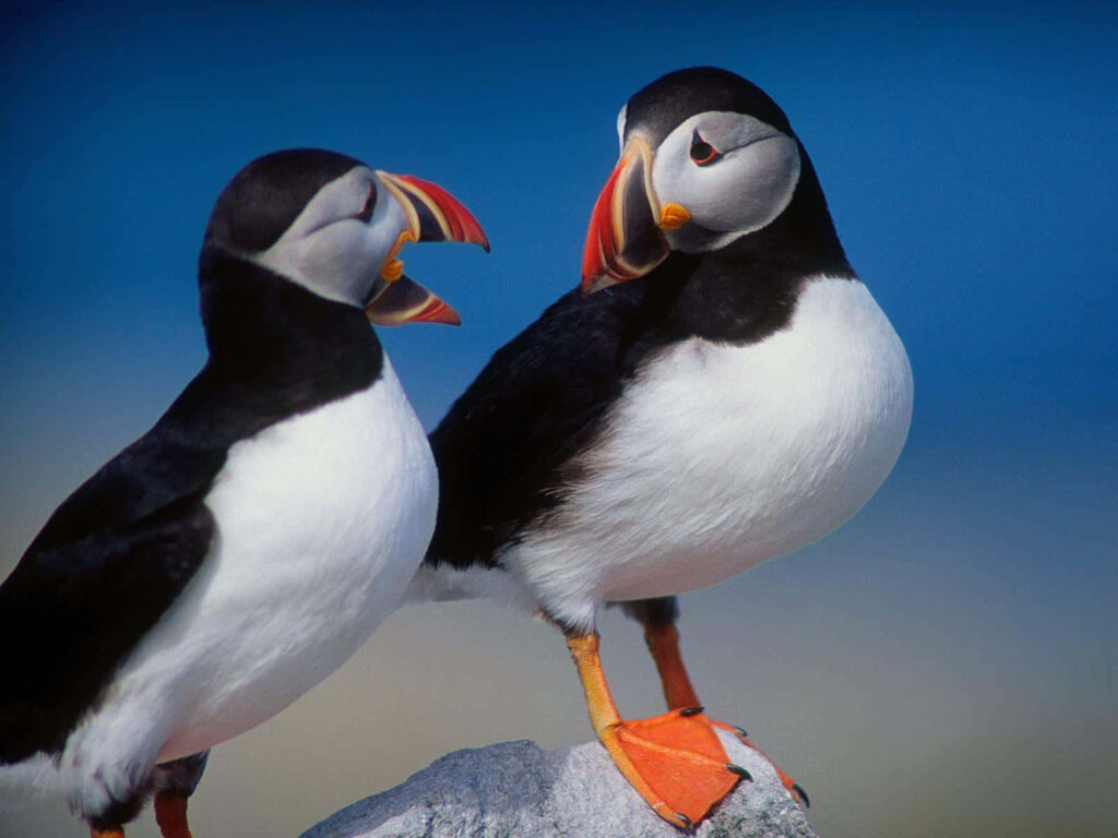Captivating Puffins on a Rock with Soft Blue Background Wallpaper