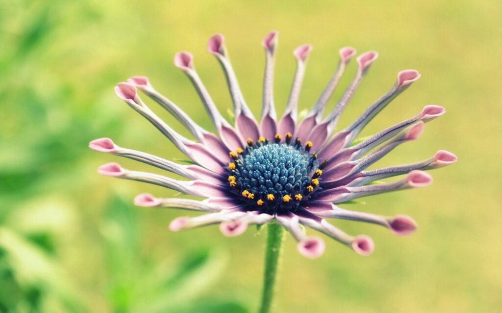 Stunning Flower Close-Up: Delicate Purple Petals & Blue Center Wallpaper