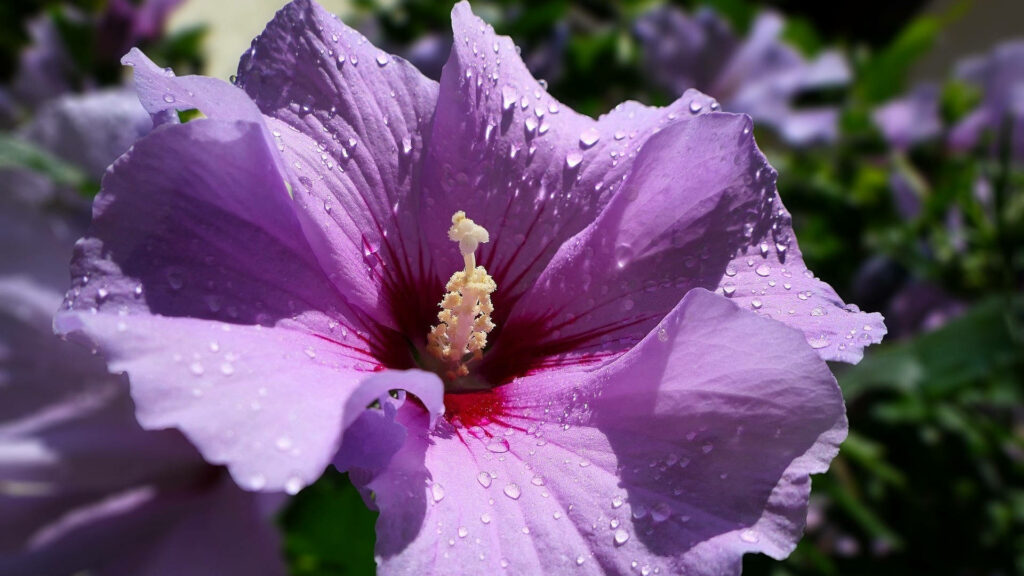 Close-Up Purple Hibiscus Flower with Water Droplets on Green Background Wallpaper