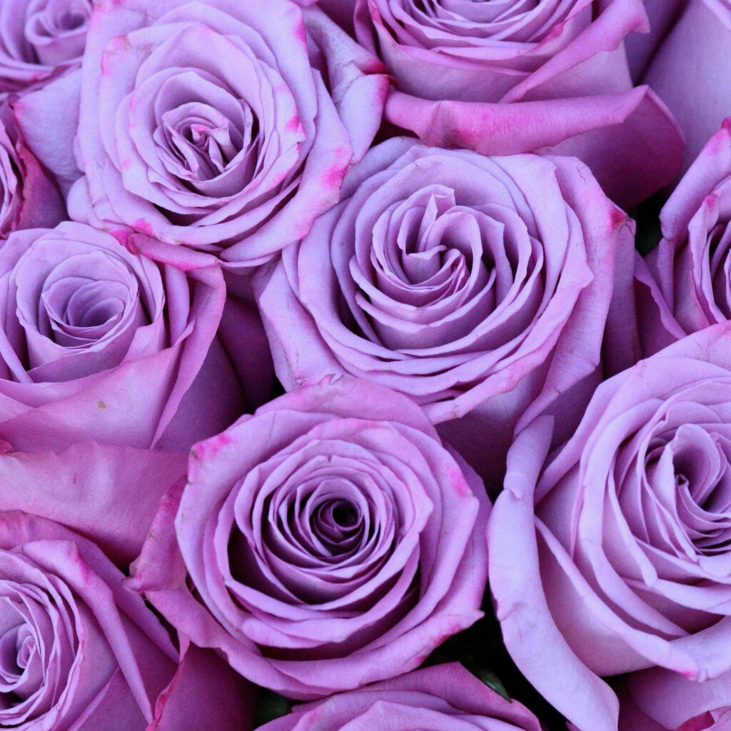 Beautiful Purple Roses Wallpaper: Intricate Lavender & Violet Blooms