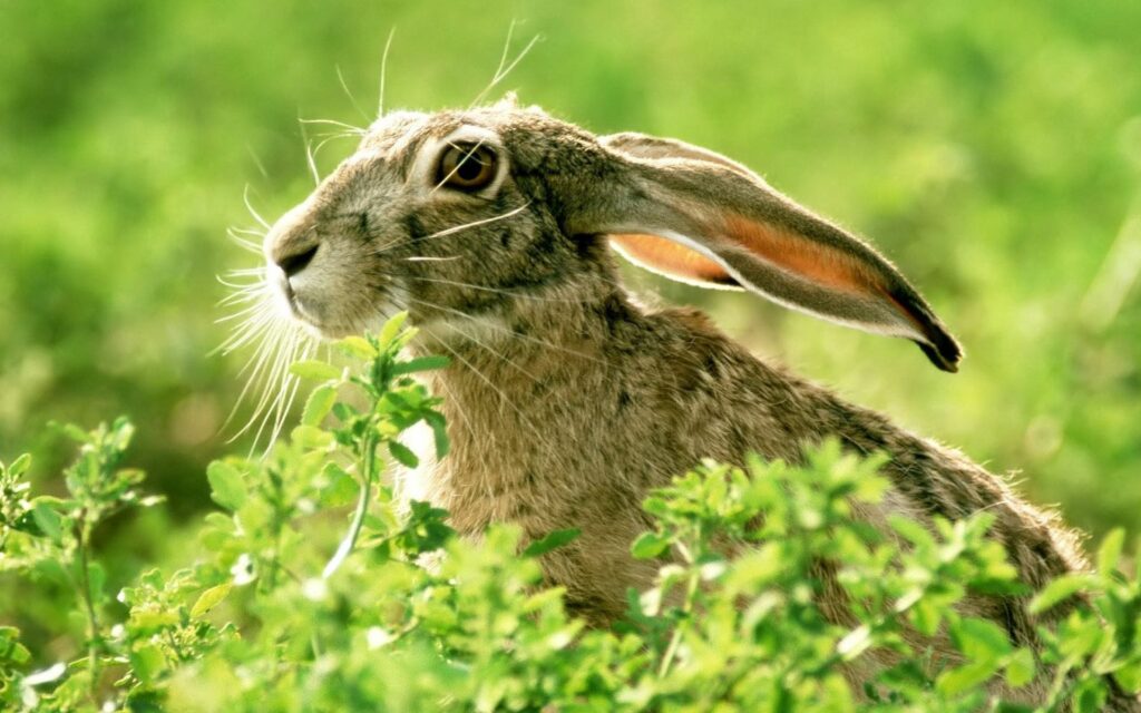 Soft Light Rabbit in Lush Grass 1920x1200 Wallpaper Background