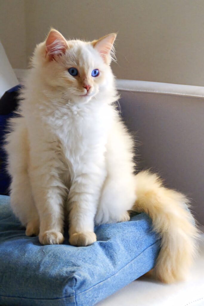 Beautiful Blue-Eyed Ragdoll Cat Wallpaper for Cat Lovers