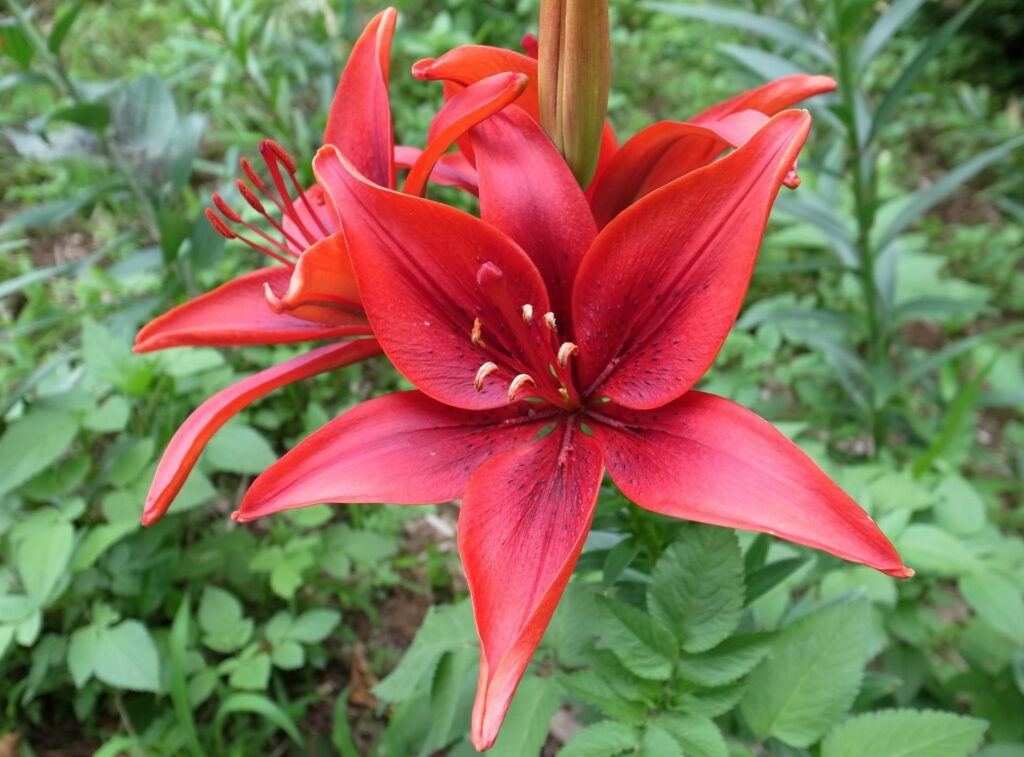 Vibrant Red Lily Wallpaper: Stunning Floral Design on Green Background