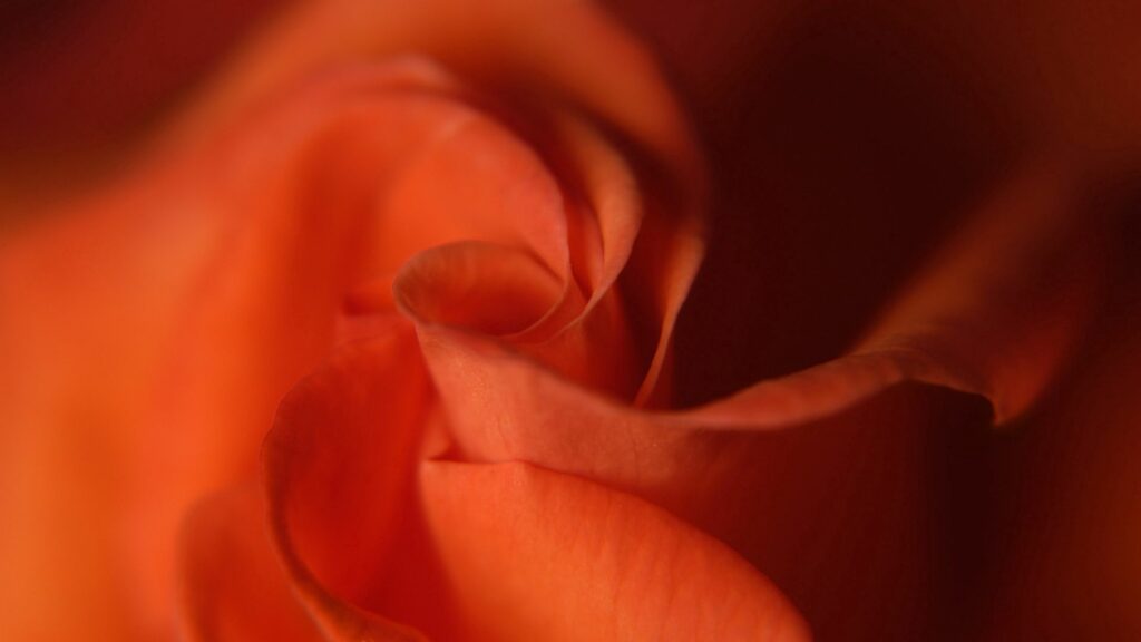 Beautiful Red Rose Close-Up: Velvety Petals Wallpaper Background
