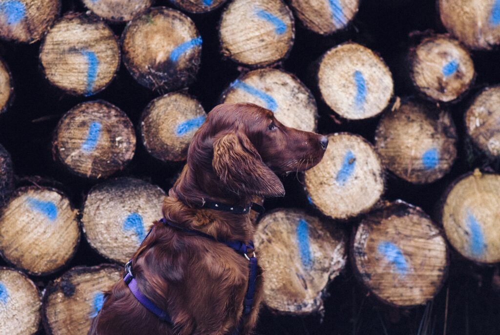 Charming Retriever with Leash Against Colorful Painted Logs Wallpaper