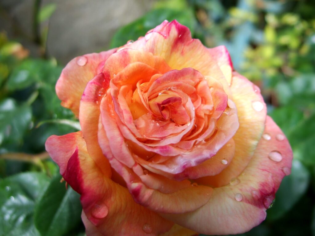 Stunning Close-Up of a Fresh Rose in Bloom | Beautiful Wallpaper Background