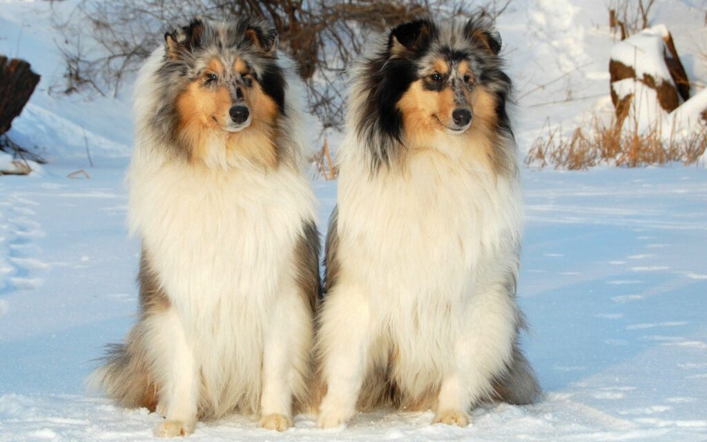 Beautiful Rough Collies in Snowy Landscape – Serene Winter Wallpaper