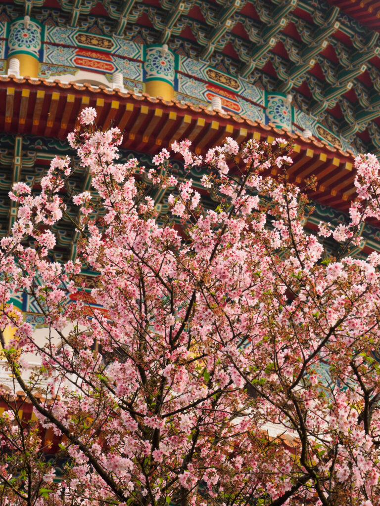 Beautiful Sakura Tree Blossom with Japanese Temple Background Wallpaper