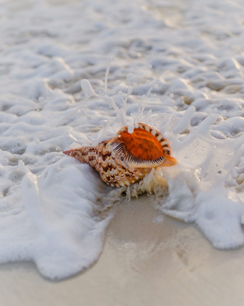 Beautiful Seashell on Sandy Shore - Serene Wallpaper Background