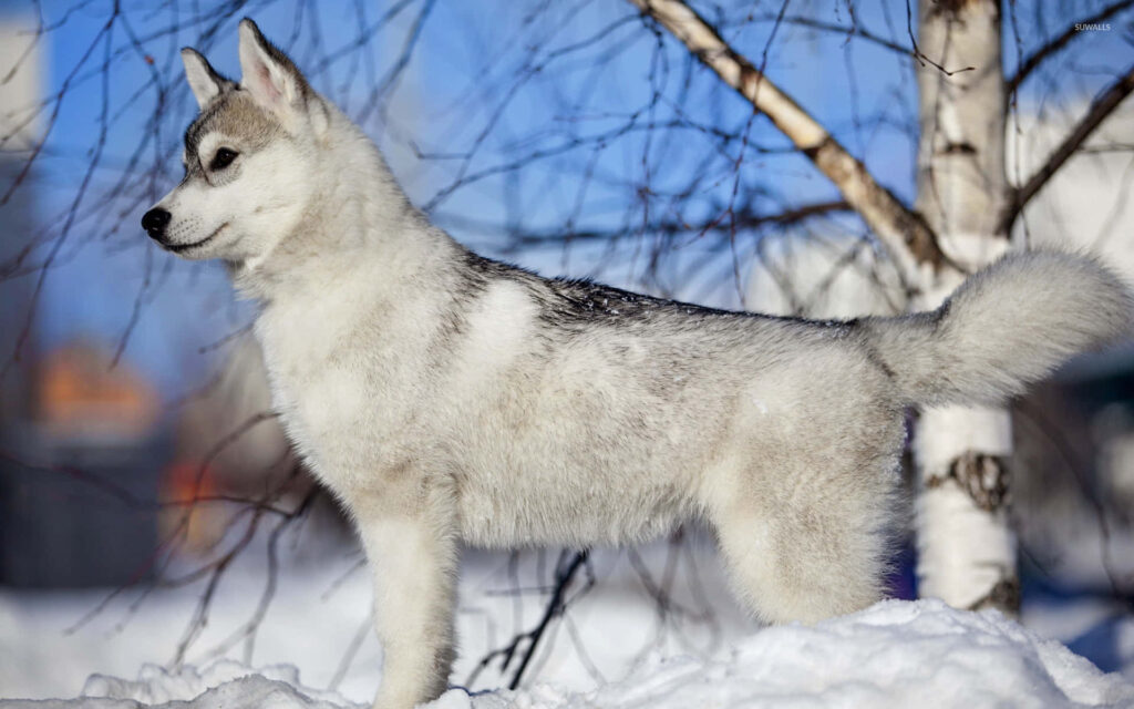 Stunning Siberian Husky Puppy Wallpaper on Snowy Blue Sky Background