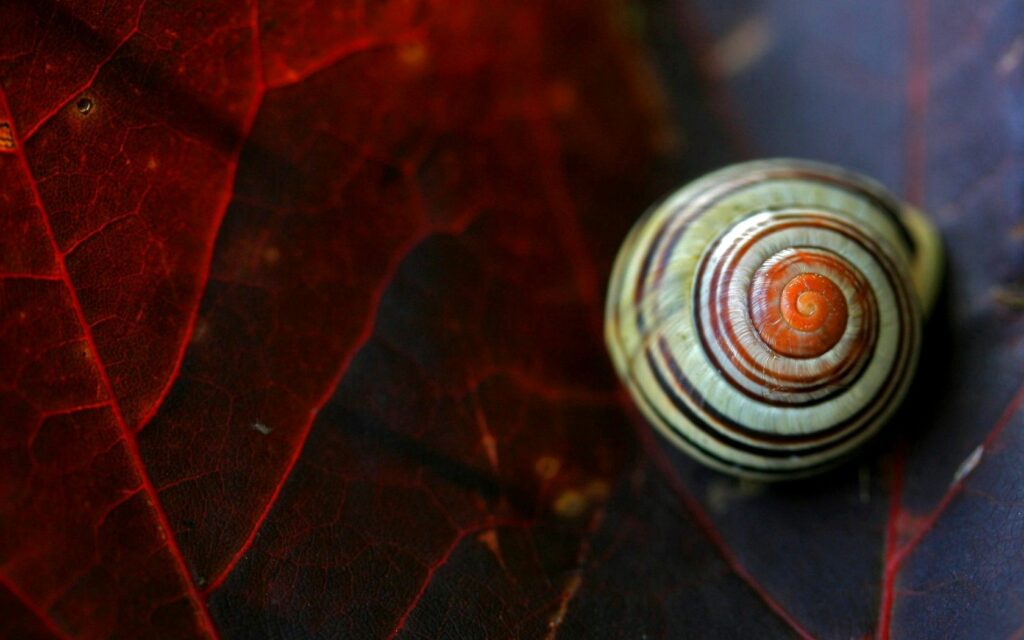 Stunning Snail Close-Up on Dark Red Leaves - Nature Wallpaper