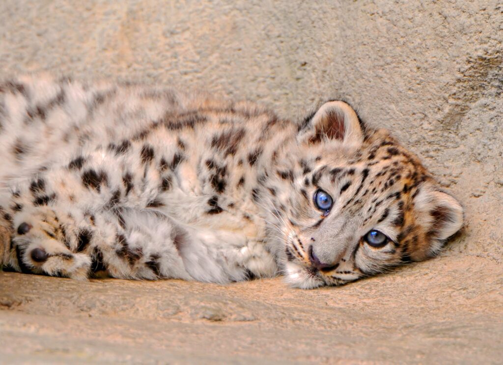 Snow Leopard Cub Wallpaper: Calm Blue Eyes & Elegant Fur Patterns