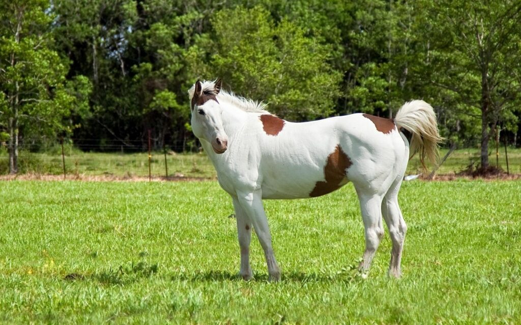 Beautiful Spotted Horse in Verdant Field - Serene Nature Wallpaper