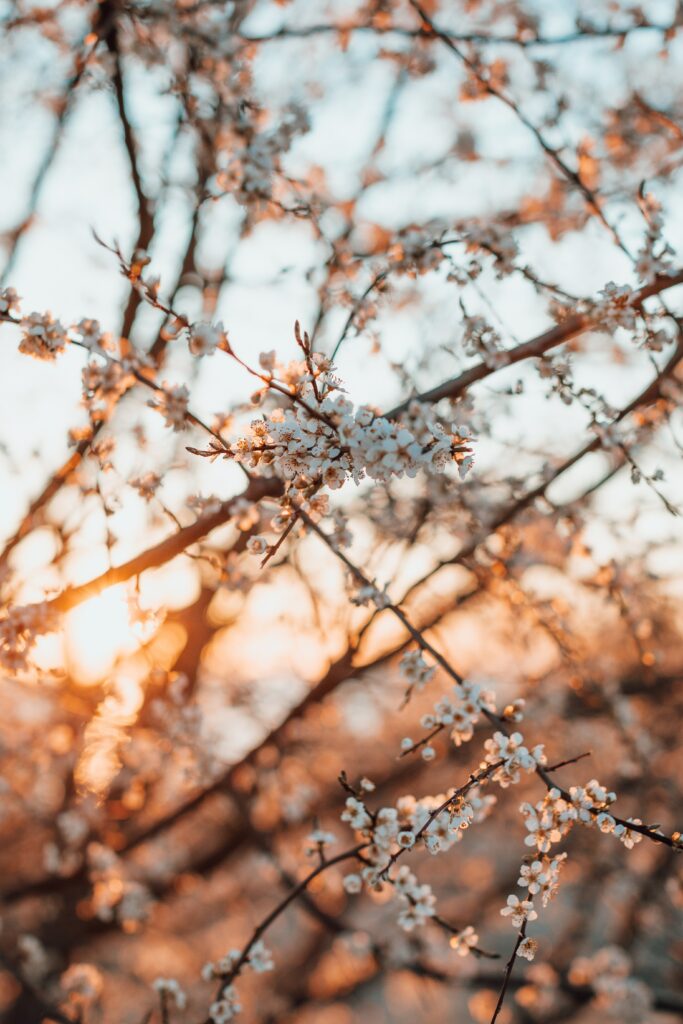 Spring Blooms: Beautiful Flower Wallpaper with Soft Sunlight
