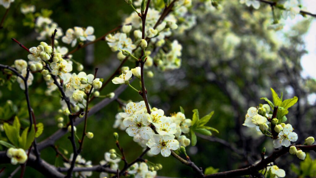 Beautiful Spring Wallpaper: Blooming White Flowers & Lush Greenery