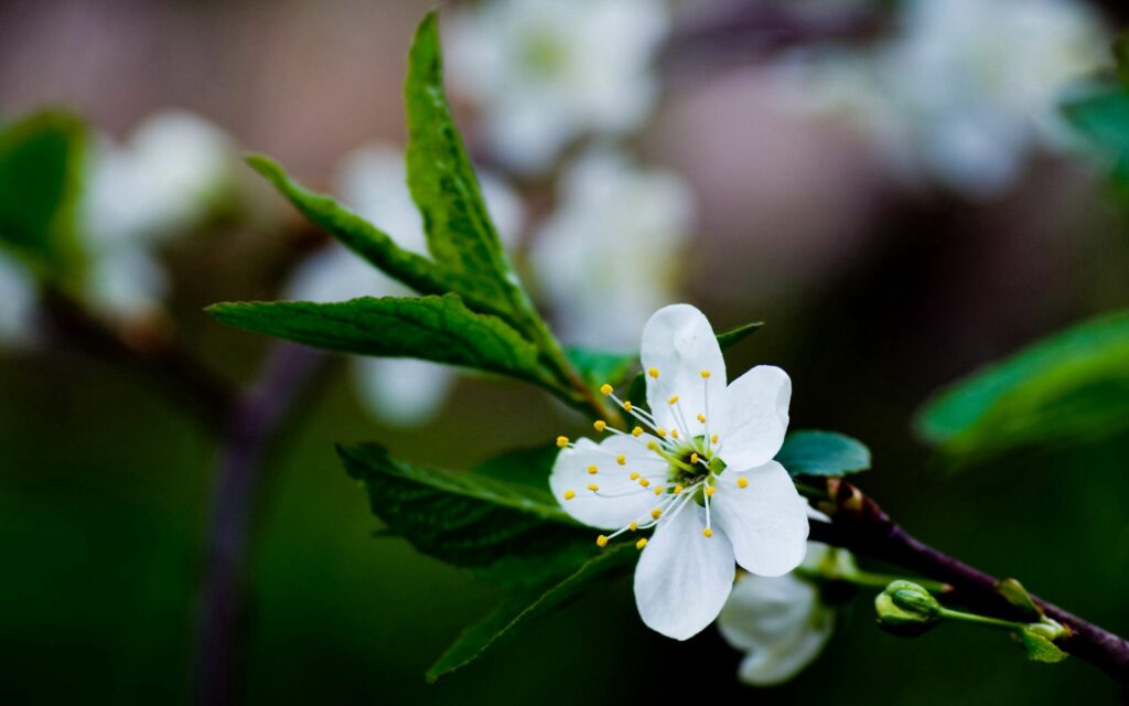 Spring Essence: Delicate White Blossoms & Green Leaves Wallpaper