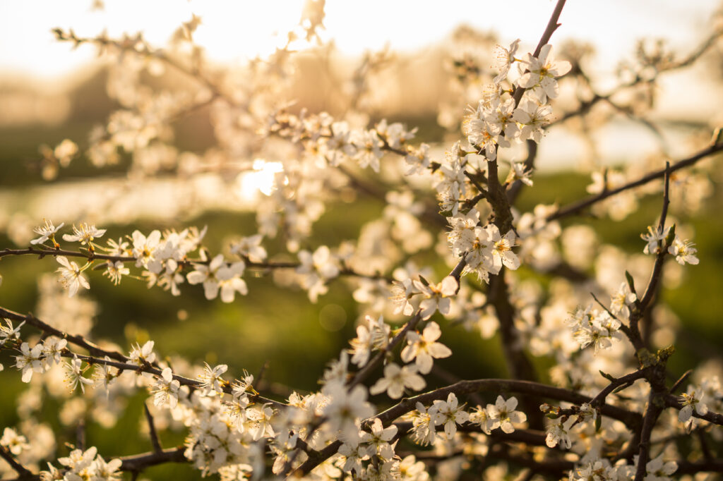 Springtime Renewal: Delicate White Flowers on a Sunlit Branch Wallpaper