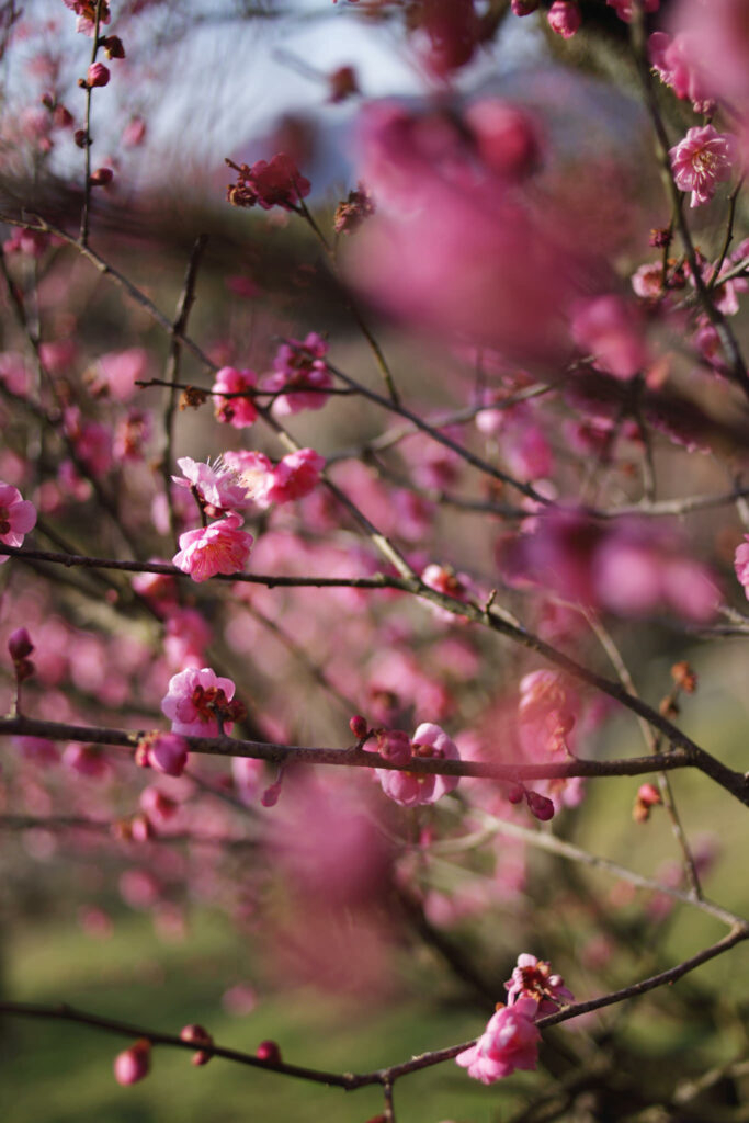 Enchanting Spring Wallpaper: Pink Flower Buds Background (1365x2048)