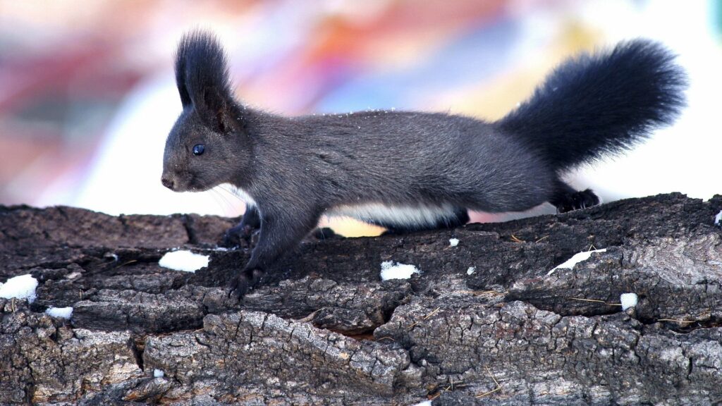Serene Squirrel Climbing Tree Bark - Nature Wallpaper 1920x1080