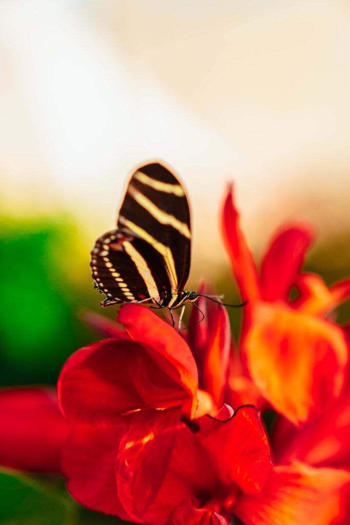 Striped Butterfly on Red Flowers: Stunning Wallpaper Background