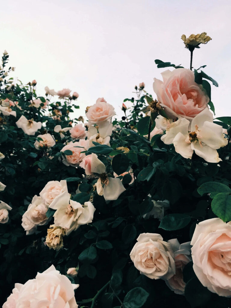 Serene Pink Roses Wallpaper: Lush Blooms & Greenery Background