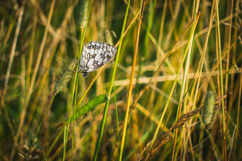 Stunning Macro: White Butterfly on Vibrant Grass – Meadow Wallpaper