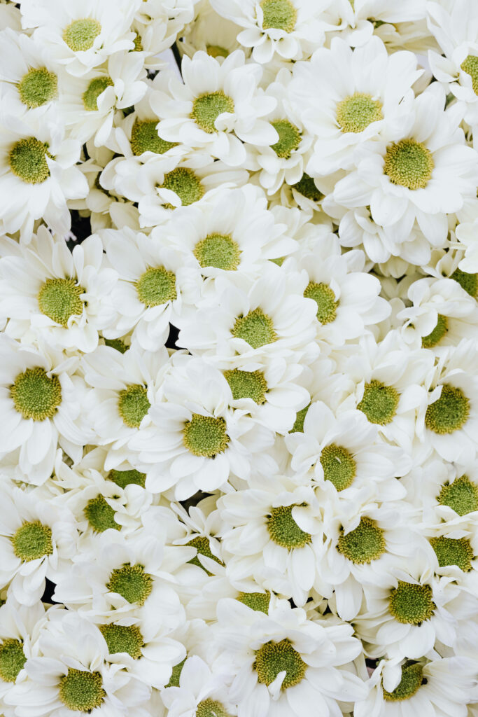 Elegant White Chrysanthemums Wallpaper: Serene Floral Background