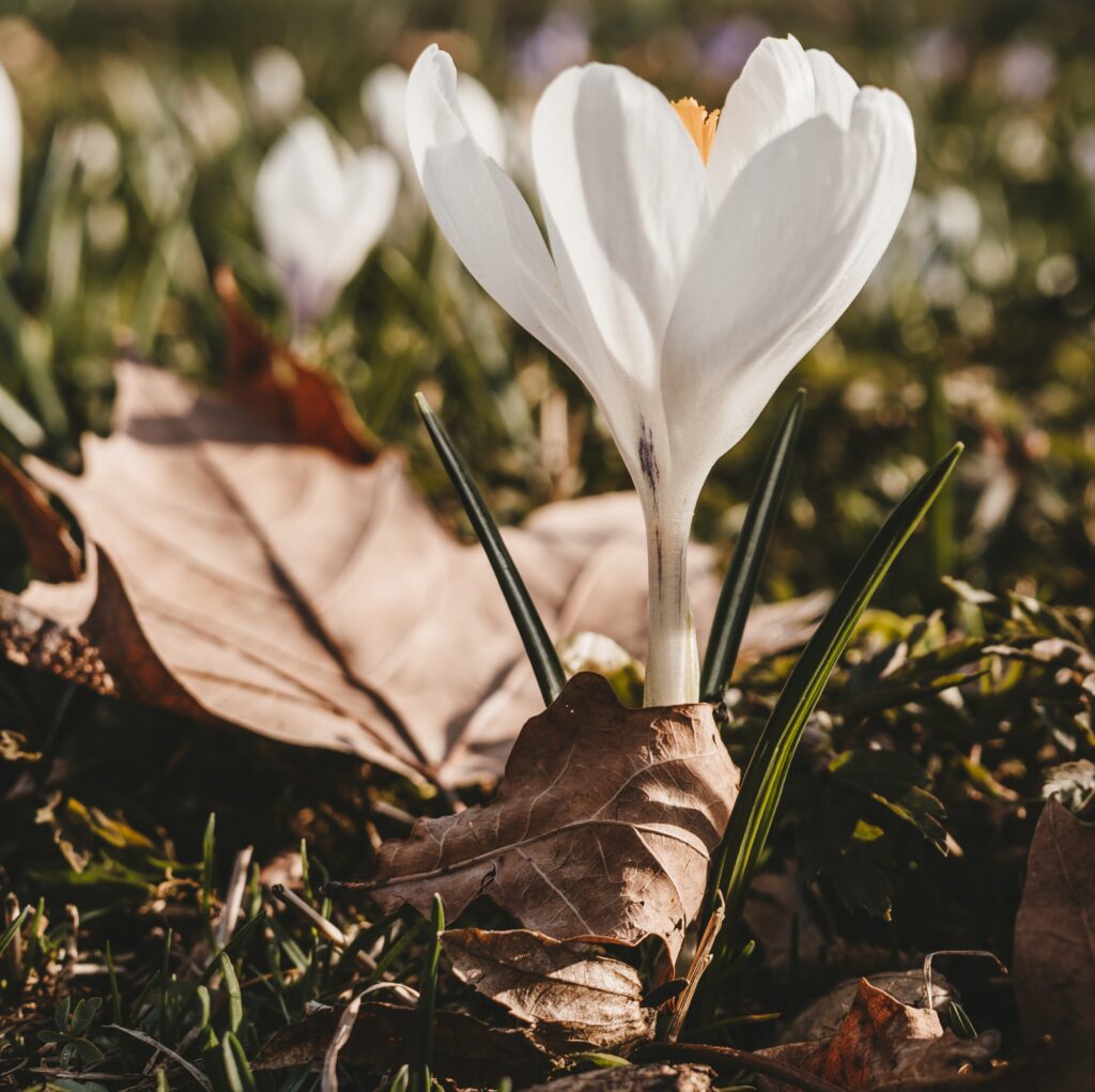 Spring Bloom: White Crocus Flower on Autumn Leaves - Wallpaper