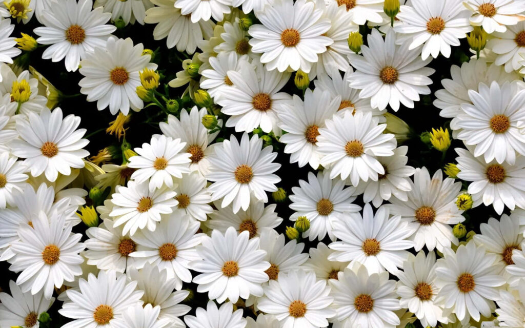 Stunning White Daisies Wallpaper: Fresh Computer Background Aesthetic