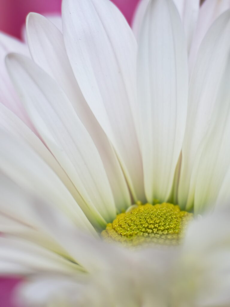 Close-Up of White Flower with Yellow Center - Pink Background Wallpaper