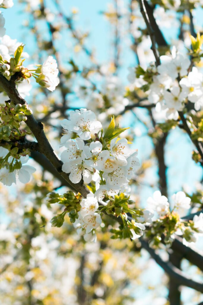 Spring Blossom Wallpaper: White Flowers & Blue Sky Background