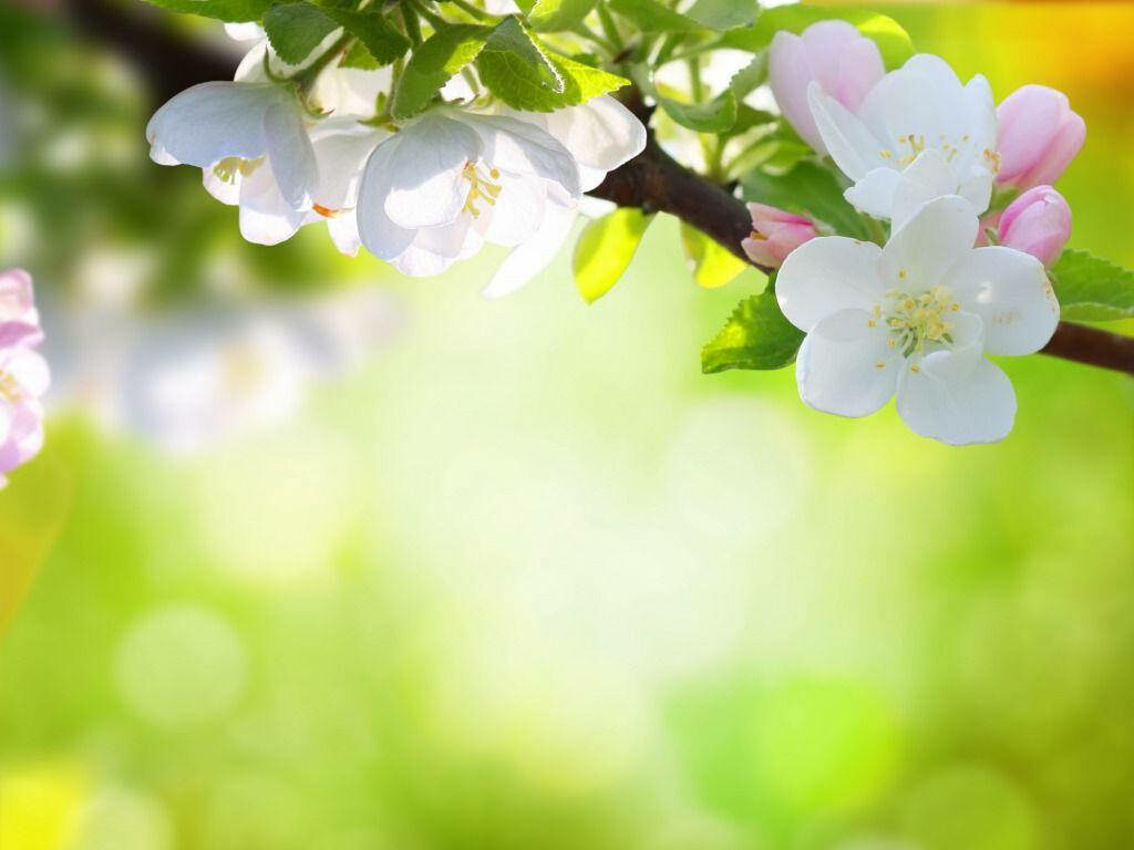 Delicate White Flowers Blossom on Green Background Wallpaper