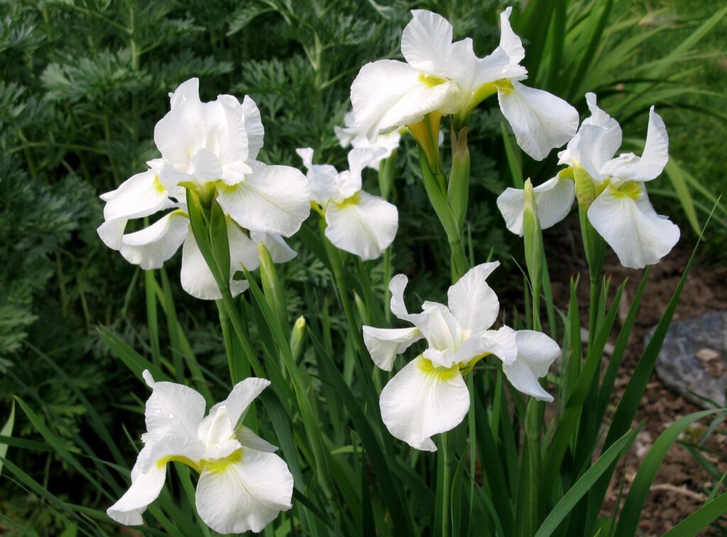 Beautiful White Irises Flowerbed Wallpaper - Lush Garden Background