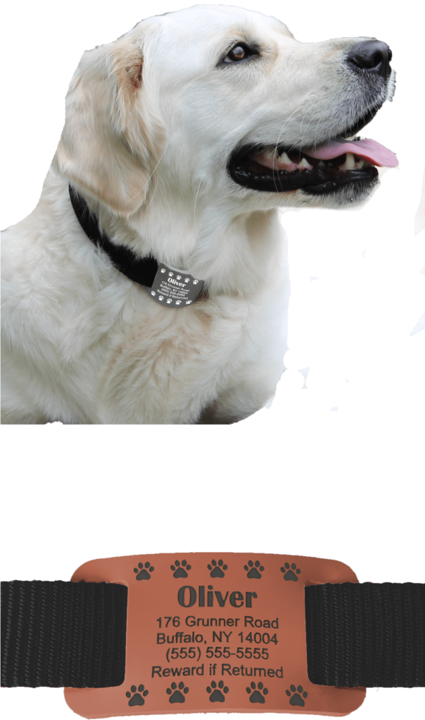 Charming White Labrador Wallpaper: Friendly & Loyal Pet Design