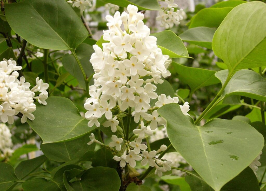 Fresh Spring White Lilac Wallpaper with Green Foliage Background