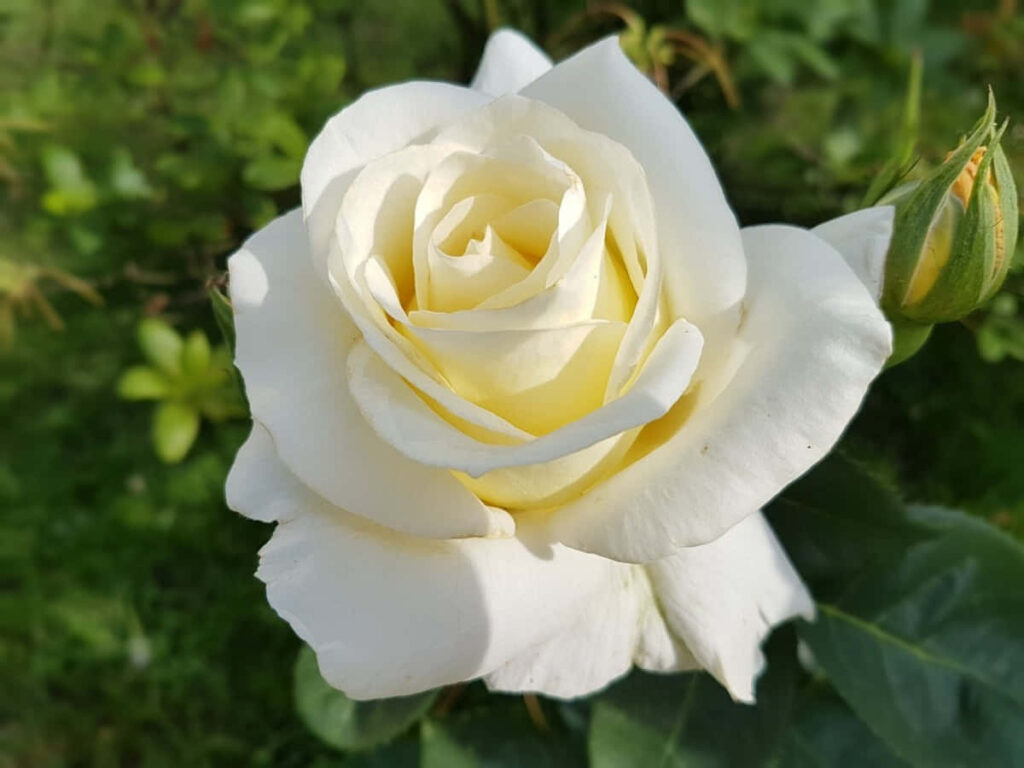 Beautiful White Rose in Bloom – Serene Green Background Wallpaper