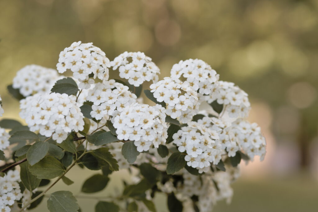 Serene Close-Up of White Spirea Flowers with Green Leaves Background Wallpaper