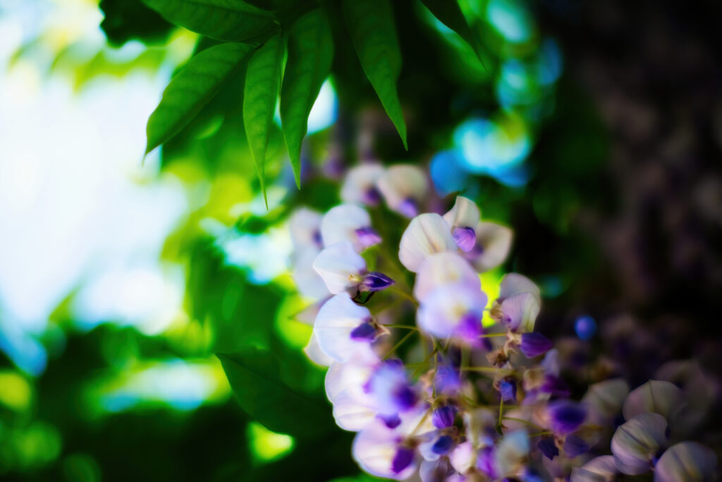 Tranquil Wisteria Flowers Wallpaper: Dreamy Purple & Green Background