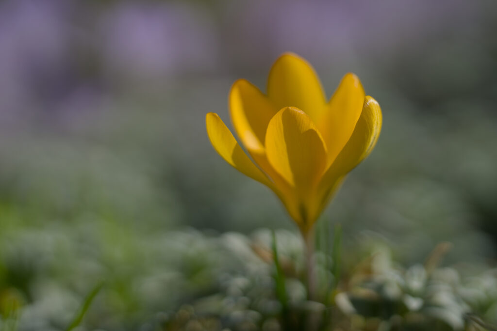 Stunning Yellow Crocus Flower Wallpaper with Soft Blurred Background