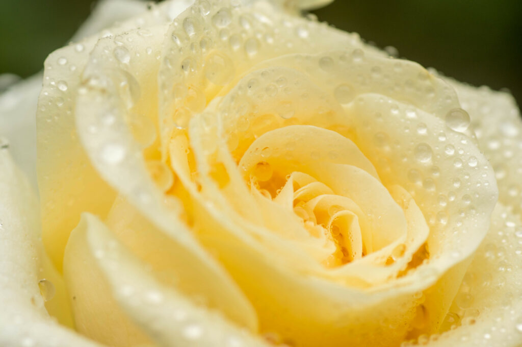 Beautiful Yellow Rose Macro: Water Droplets & Soft Petals Wallpaper
