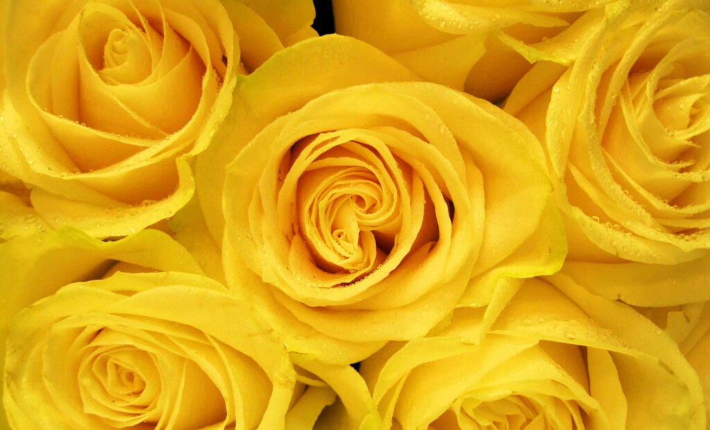 Close-Up Yellow Roses Wallpaper: Aesthetic Desktop Background