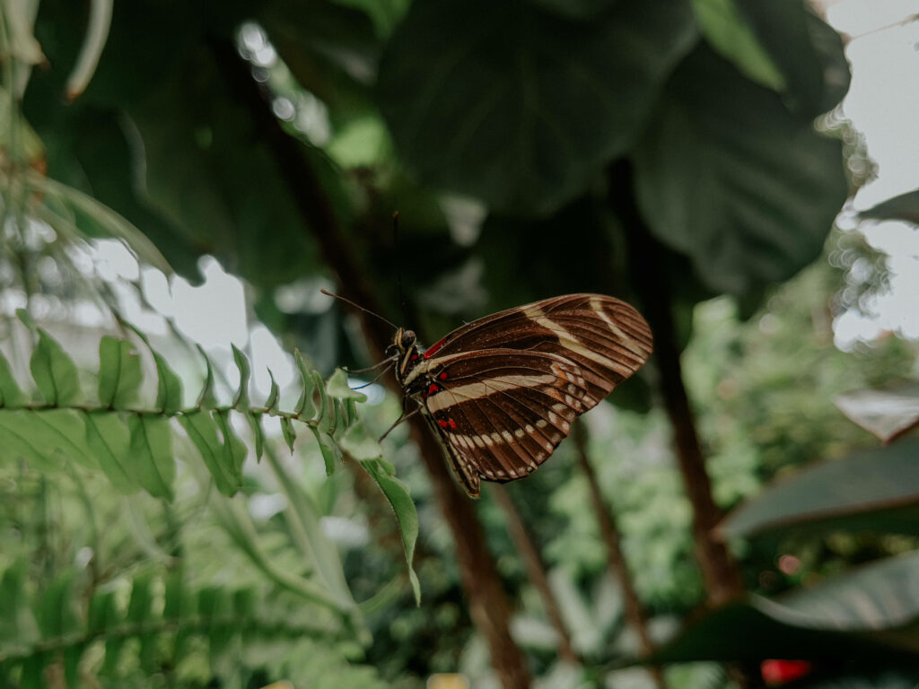 Zebra Longwing Butterfly on Green Fern - Serene Nature Wallpaper